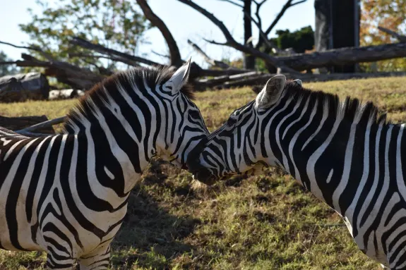 SlotsVentura Casino Assistance